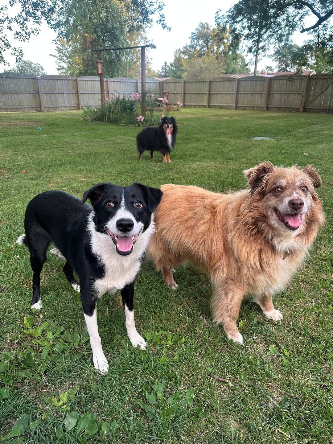 Customer photo review of OptiWize Collagen +Plus Dog and Cat Joint Health Supplement