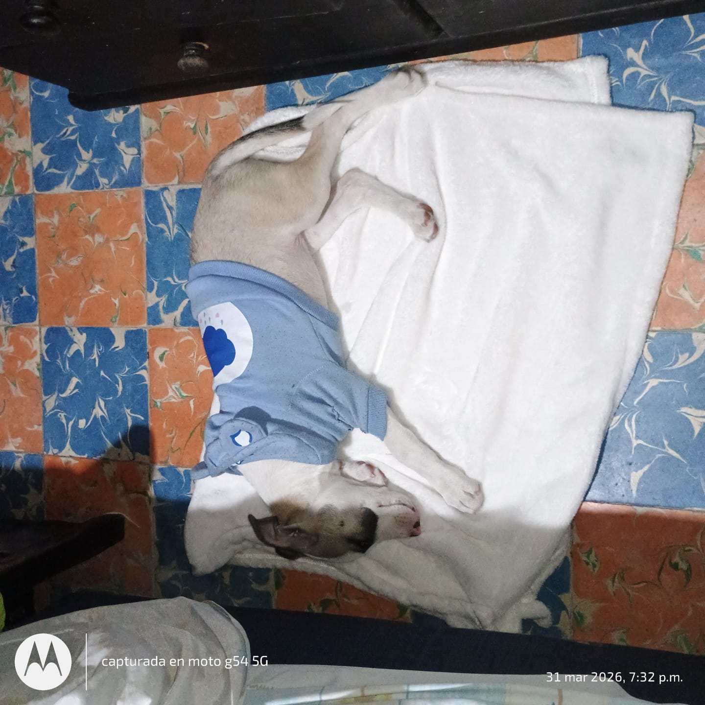 Customer photo review of Manta Relajante para Mascotas