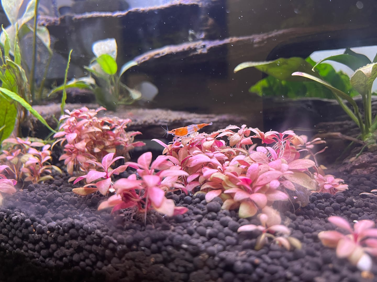 Customer photo review of Orange Rili Shrimp