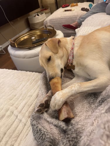 Reviewer's light-colored dog lying on a blanket and chewing on a large bone.