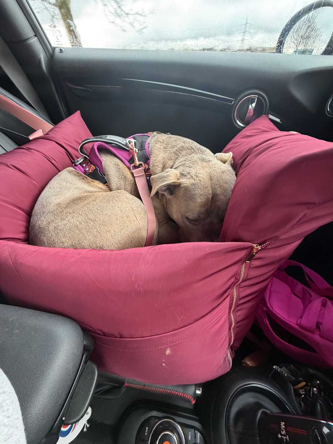Customer photo review of Travel Dog Pod - Rosewood