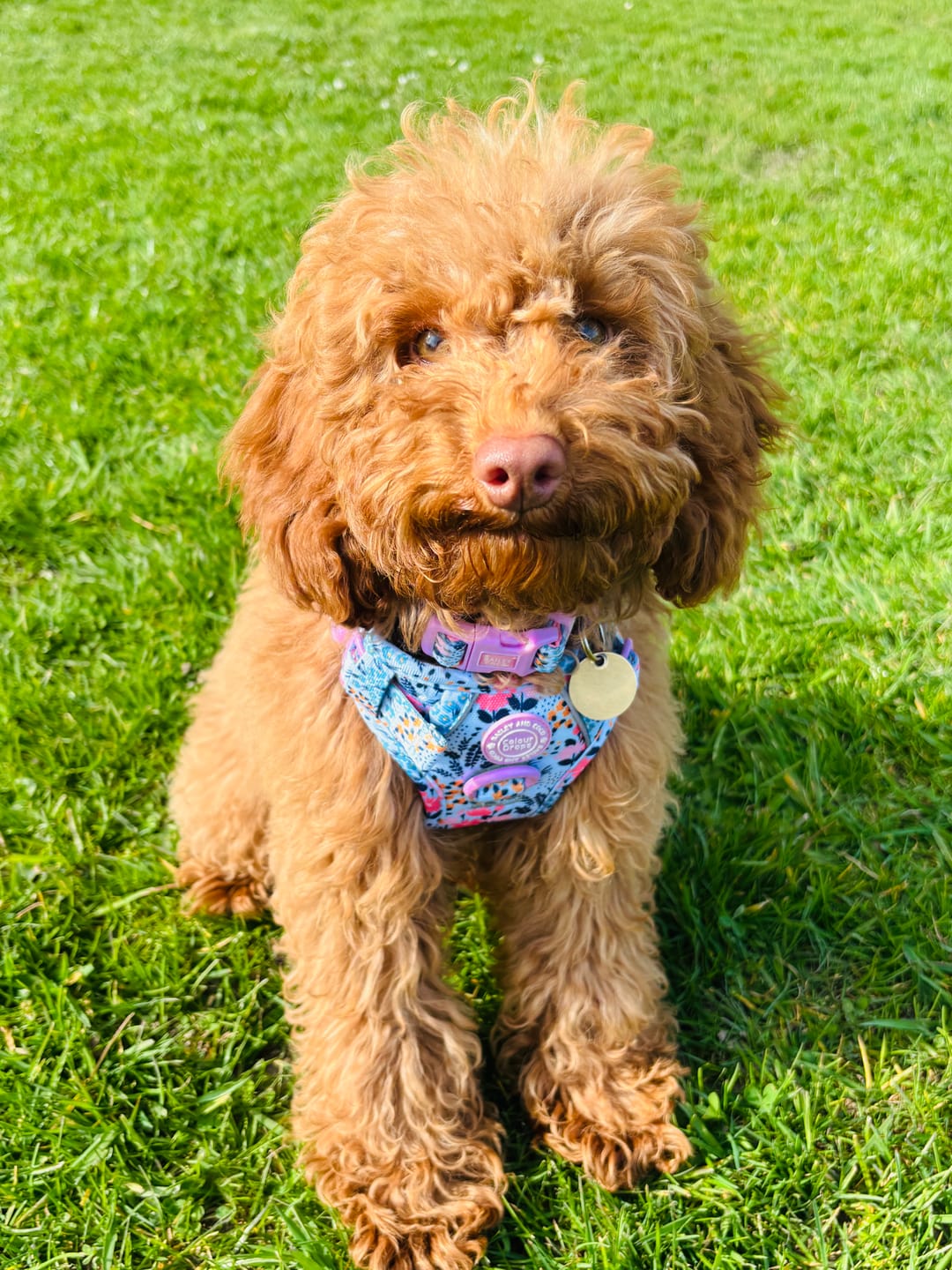 Customer photo review of Trail & Glow Dog Harness Bundle Set - Colour Drops - Spring Dreams