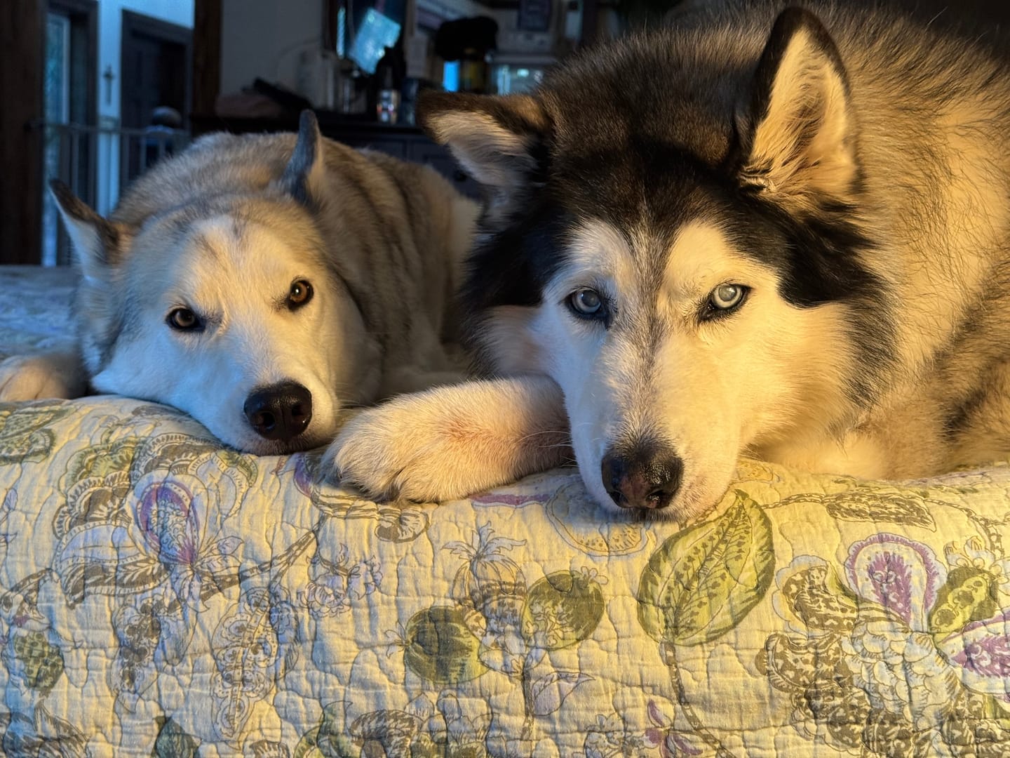 Customer photo review of Trouble Spot Drying Paste - Canine and Cat - 5oz