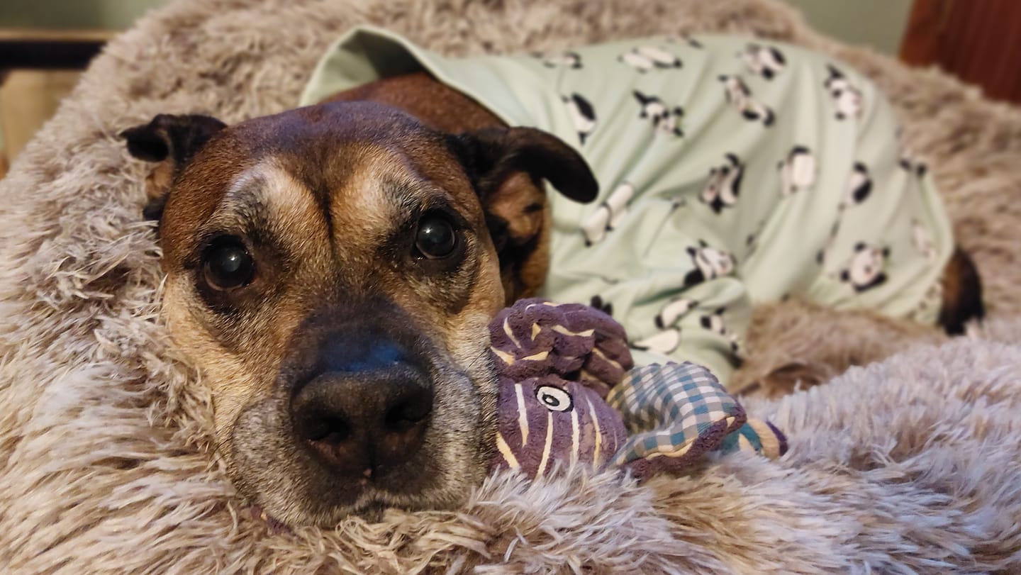 Customer photo review of Dog Pajama - Panda