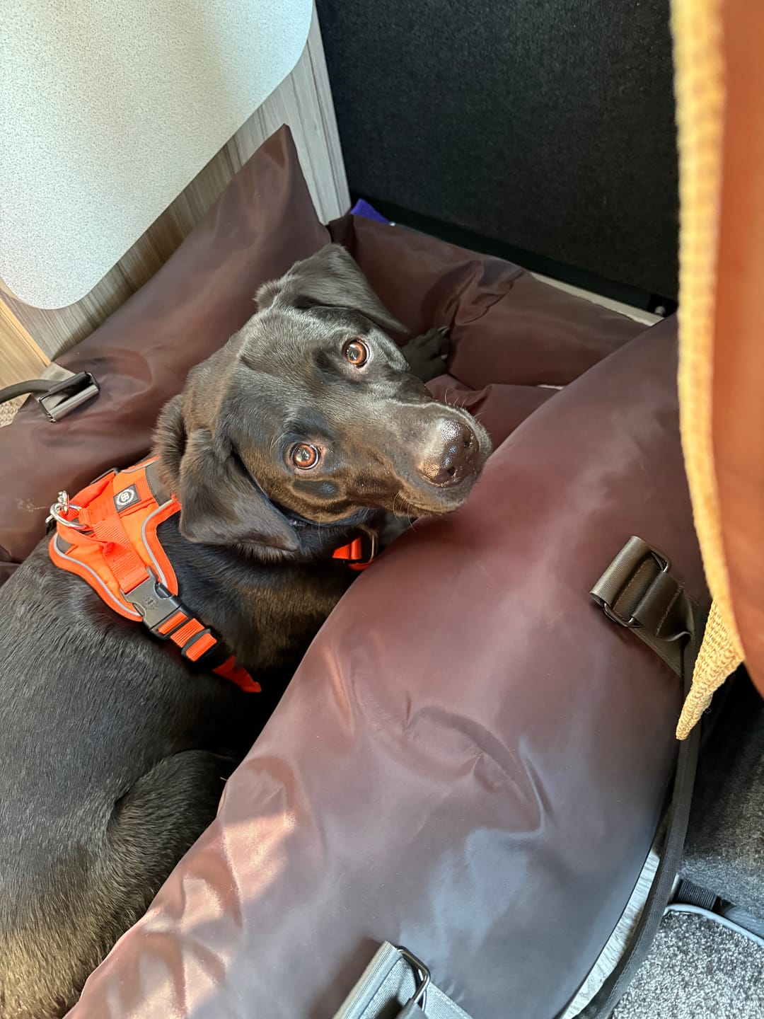 Customer photo review of Travel Dog Pod XL - Now With Isofix