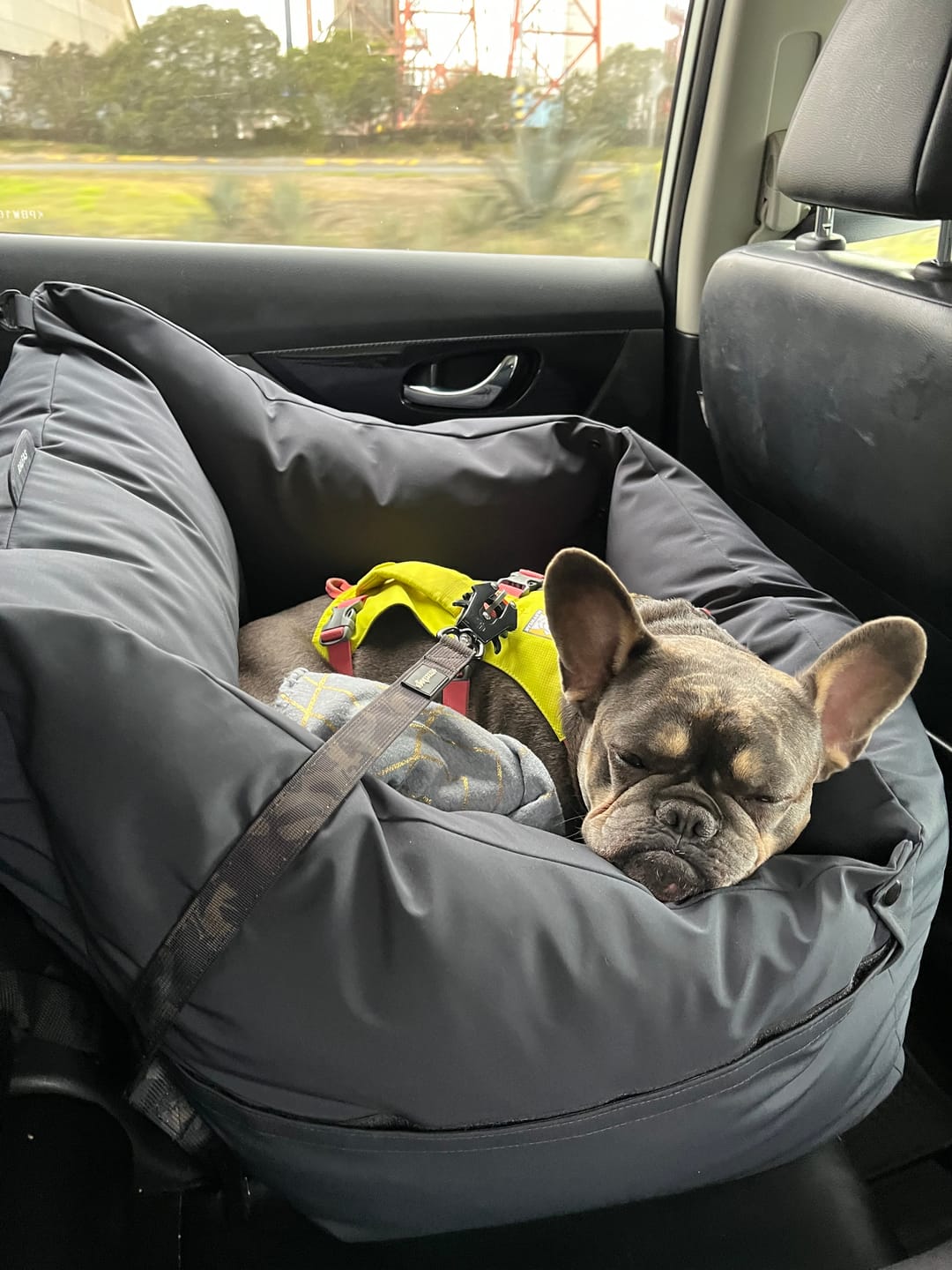 Customer photo review of Cama para auto gris gráfito