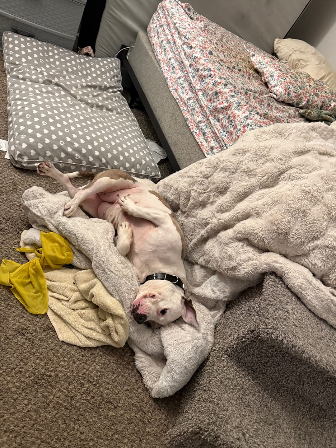 Customer photo review of Bark-Less Bites - XL Breed