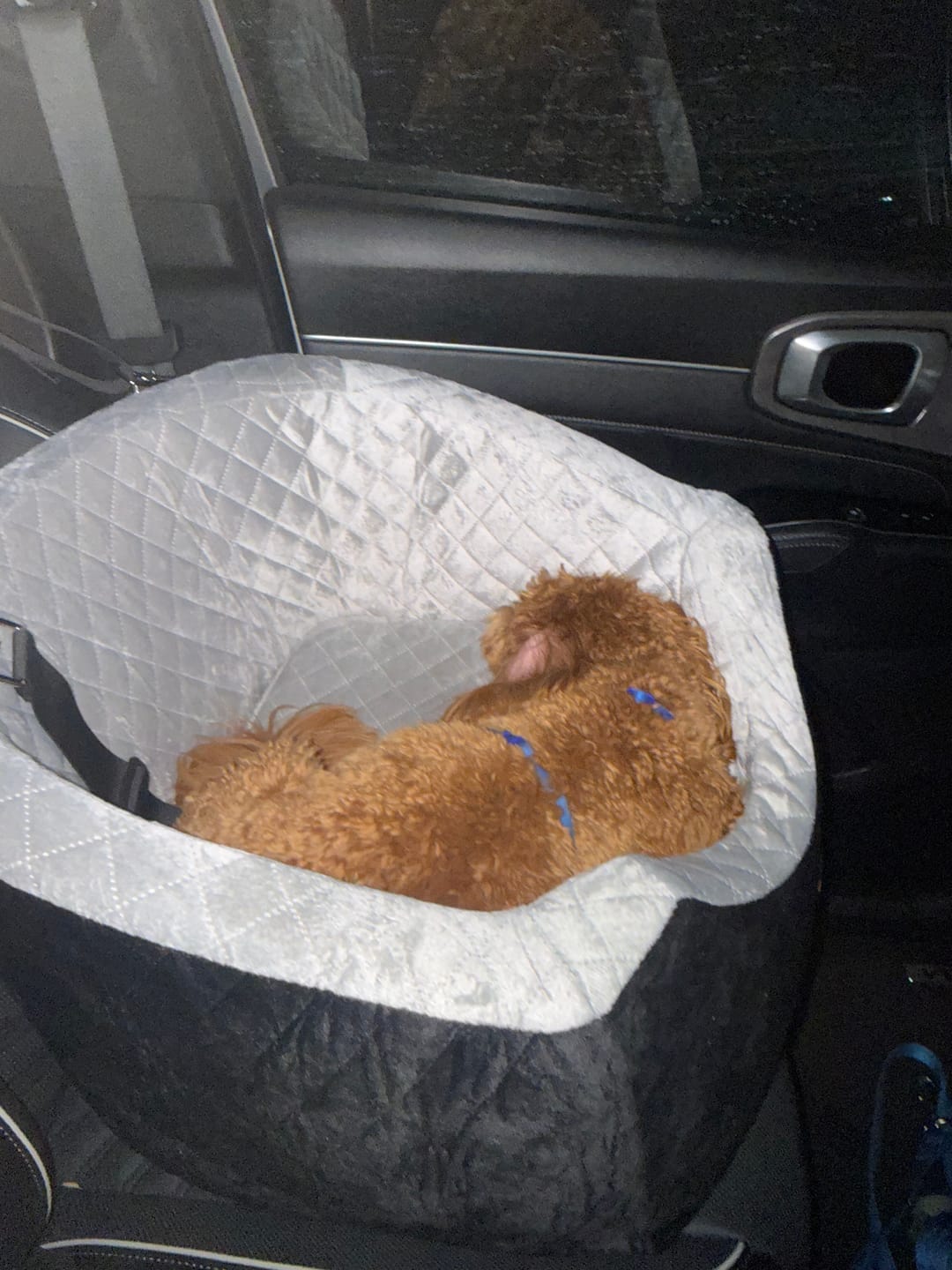 Customer photo review of Dog Car Booster Seat