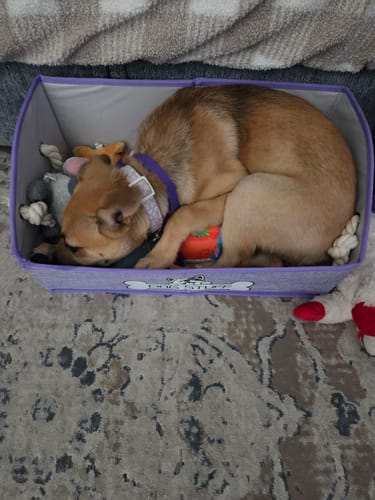 Reviewer's puppy sleeping in a toy box, with the soft Anti-Stress Blanket visible in the background.