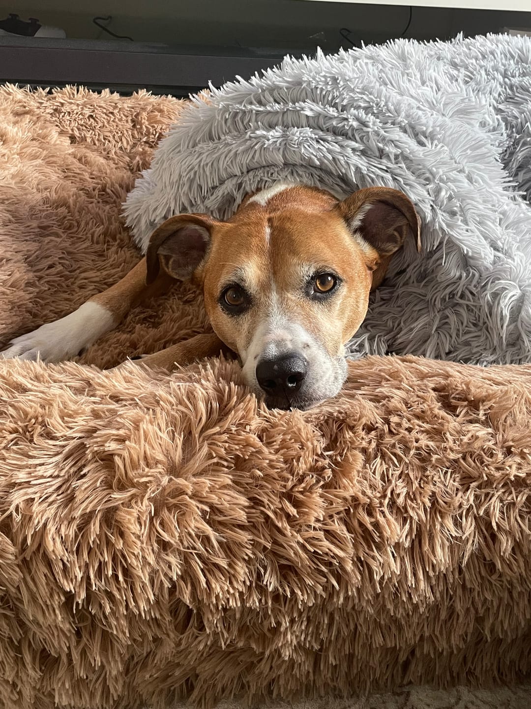 Customer photo review of Orthopaedic Memory Foam Bed