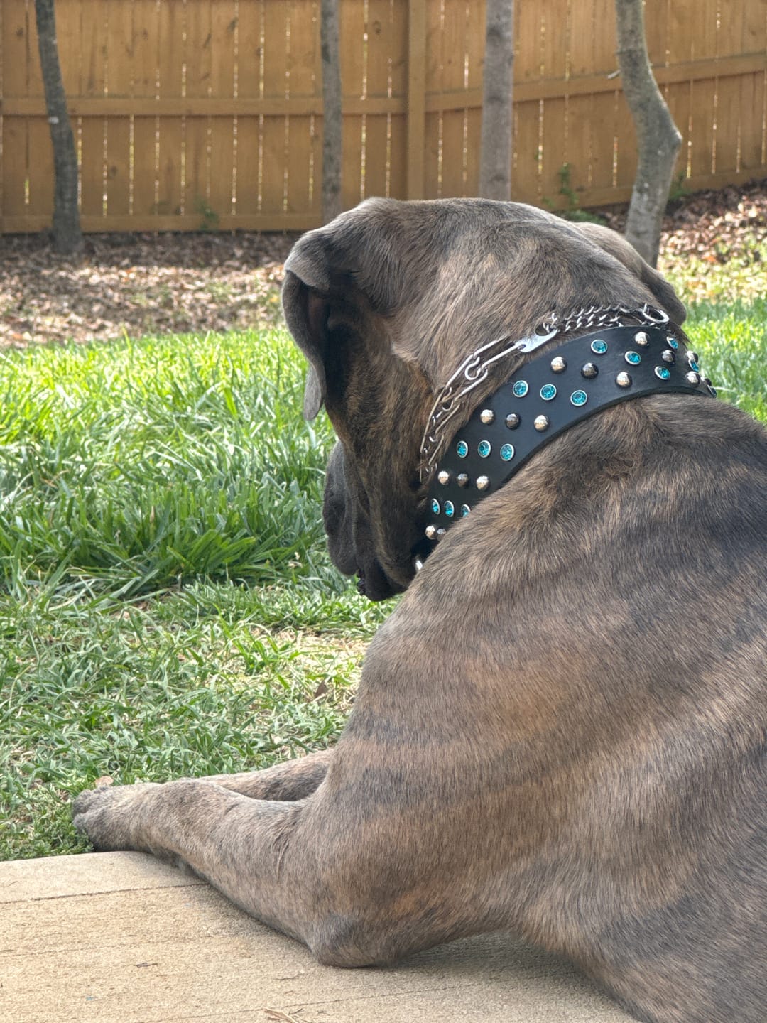 Customer photo review of Crunchy Ostrich Beak: The Light & Airy, All-Natural Treat for Small to Medium Dogs - 2 Pack