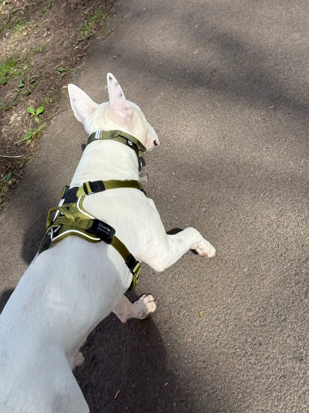 Customer photo review of Anti Pull Hurricane Harness Lighter | With Handle - Olive Green