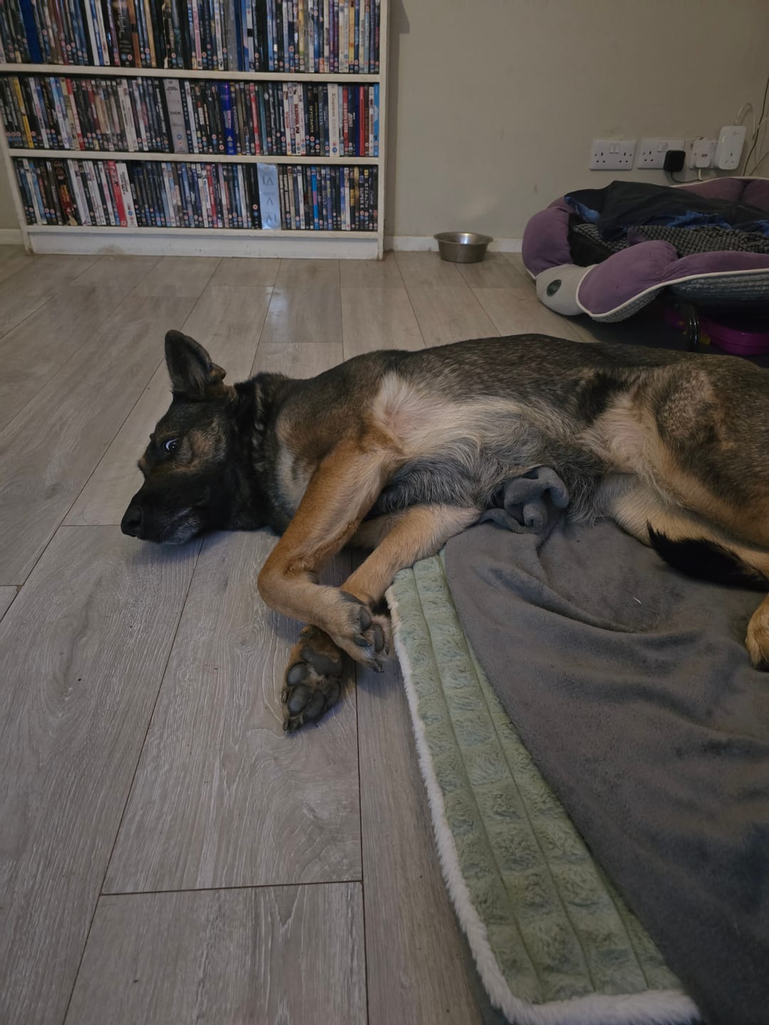 Customer photo review of MSM Powder For Dogs