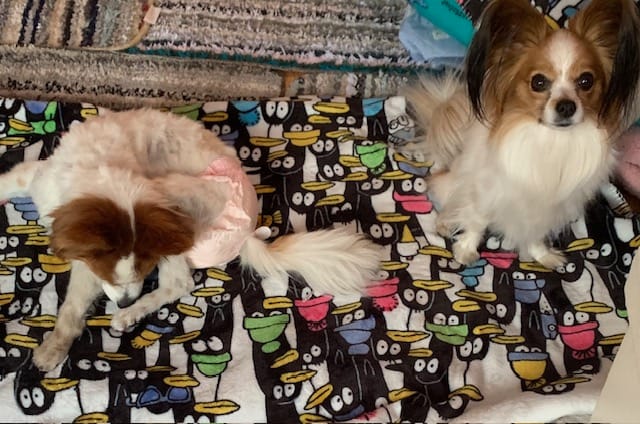 Customer photo review of Bark-Less Bites