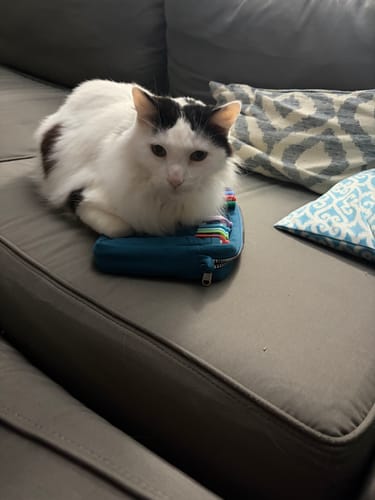 Customer photo review of Soolla® Studio Pouch, Aquamarine