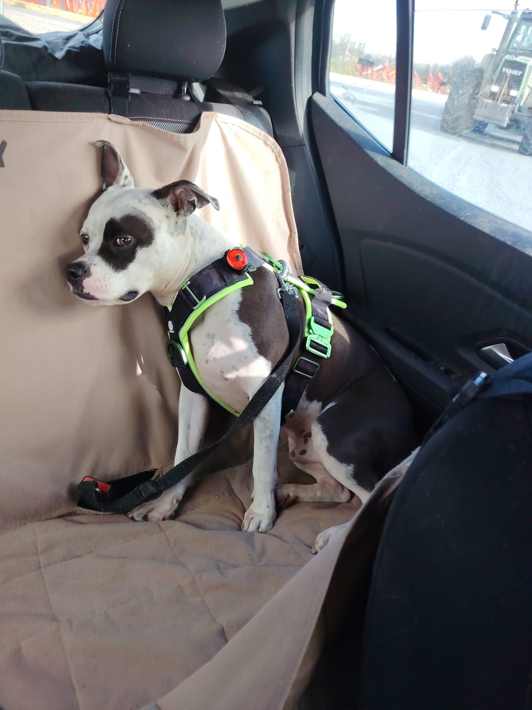 Customer photo review of Pettorina Crime 3.0