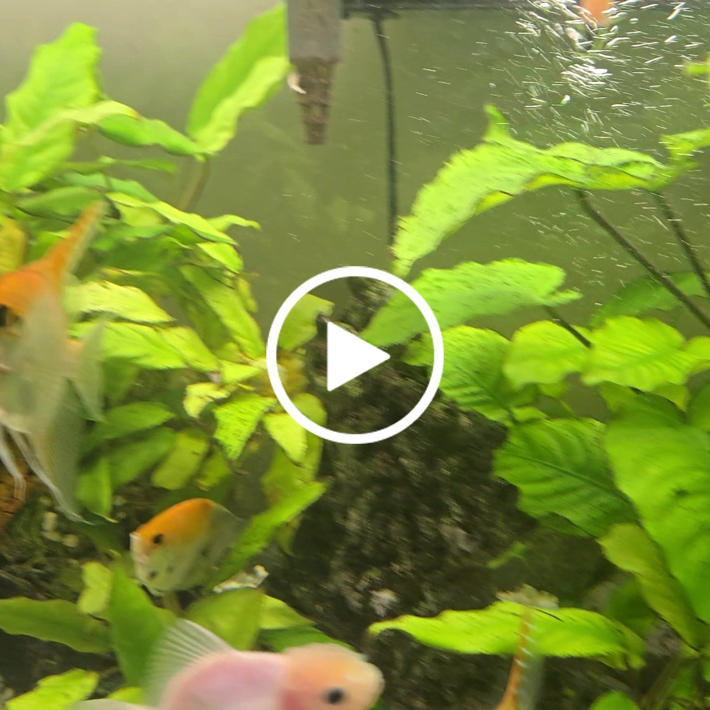 Customer video review of Live Fancy Goldfish Premium Thai Oranda Tri-Color (Our Choice)