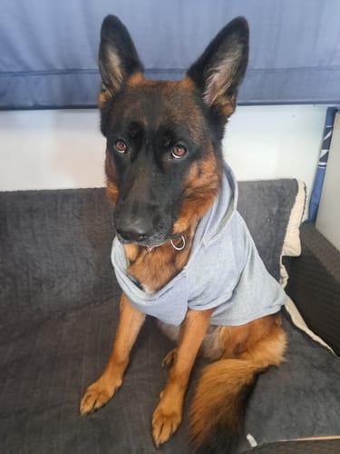 Customer photo review of Felpa "Trendy Dog" Grigia Personalizzabile con Nome e Numero