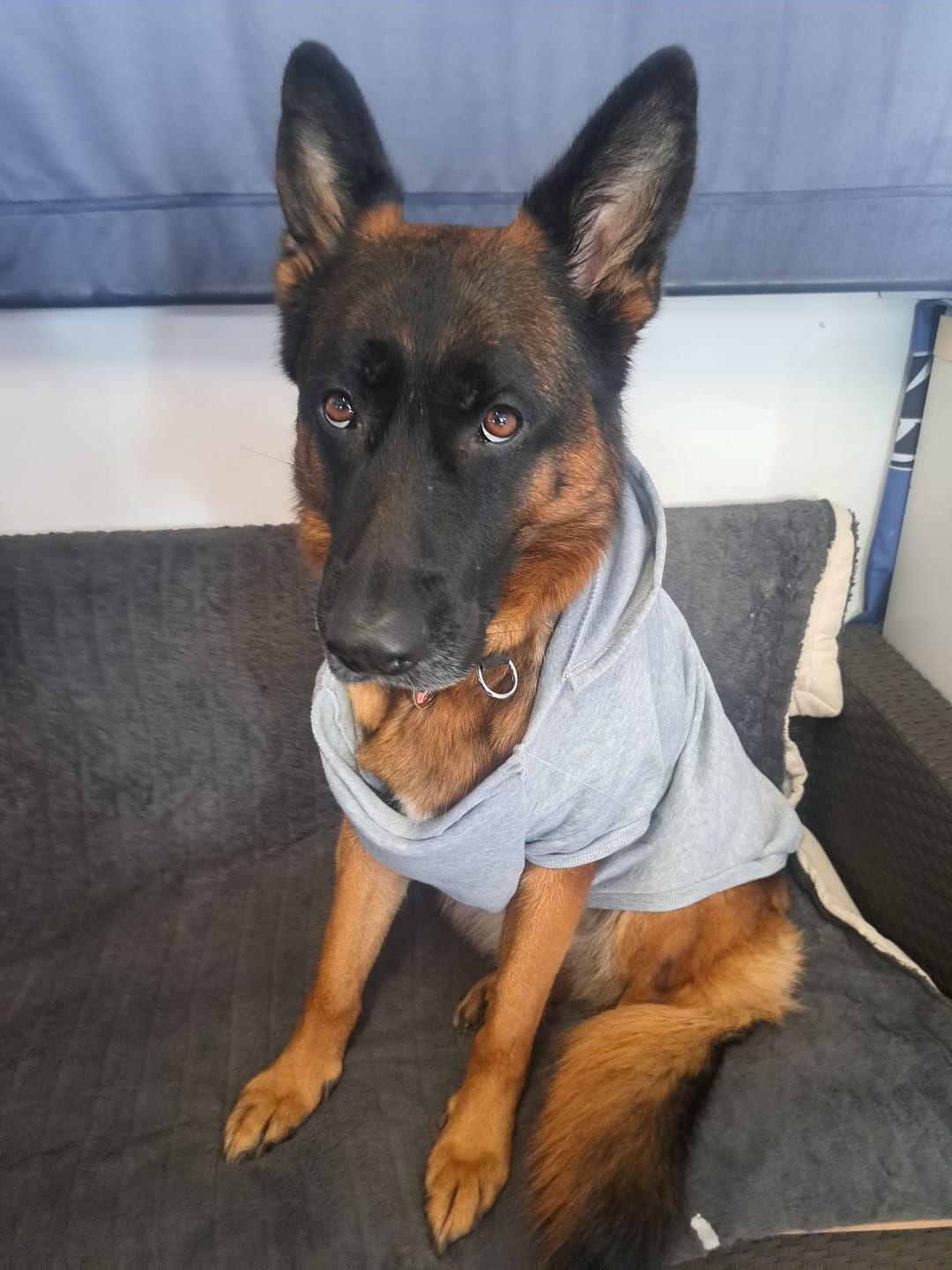 Customer photo review of Felpa "Trendy Dog" Grigia Personalizzabile con Nome e Numero