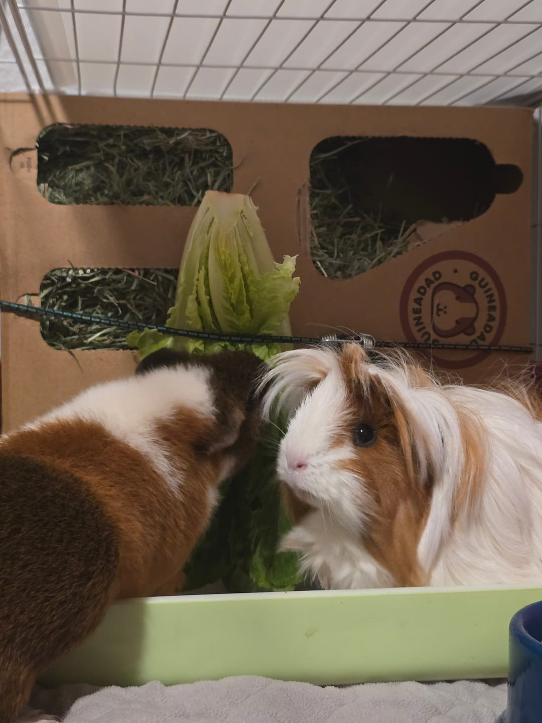 Customer photo review of GuineaDad Orchard Hay Box for Guinea Pigs