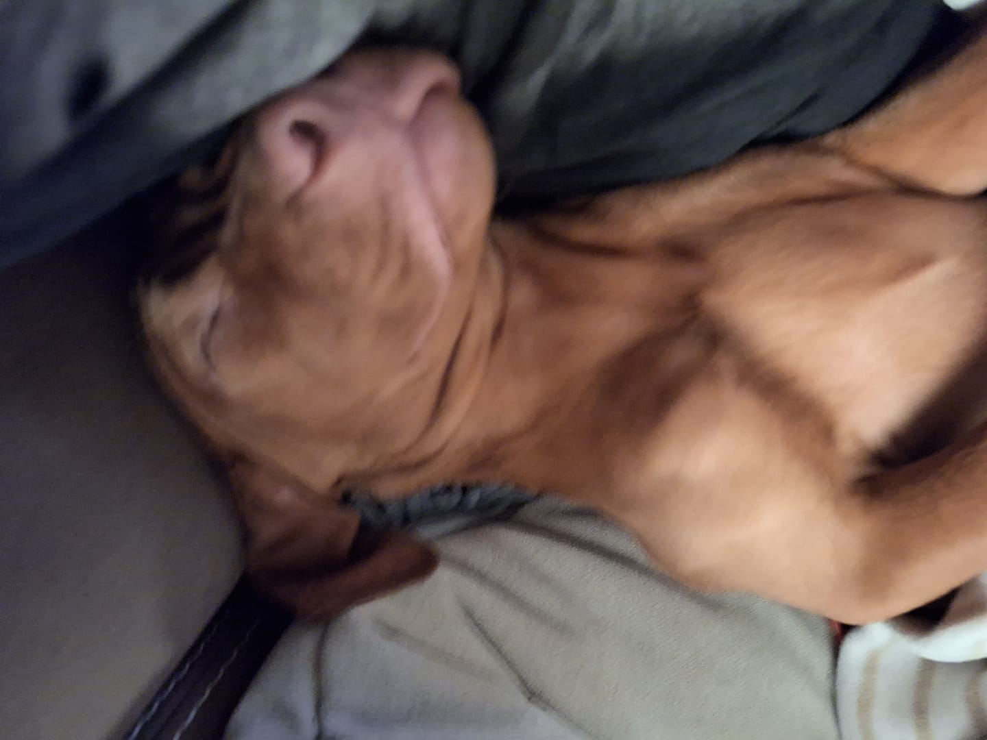Customer photo review of Emmalove - Flauschiges Hundebett für dein Sofa