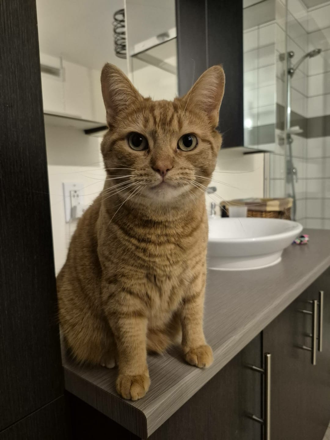 Customer photo review of Cateco Odour-Eliminating Litter box - Complete Starter Kit