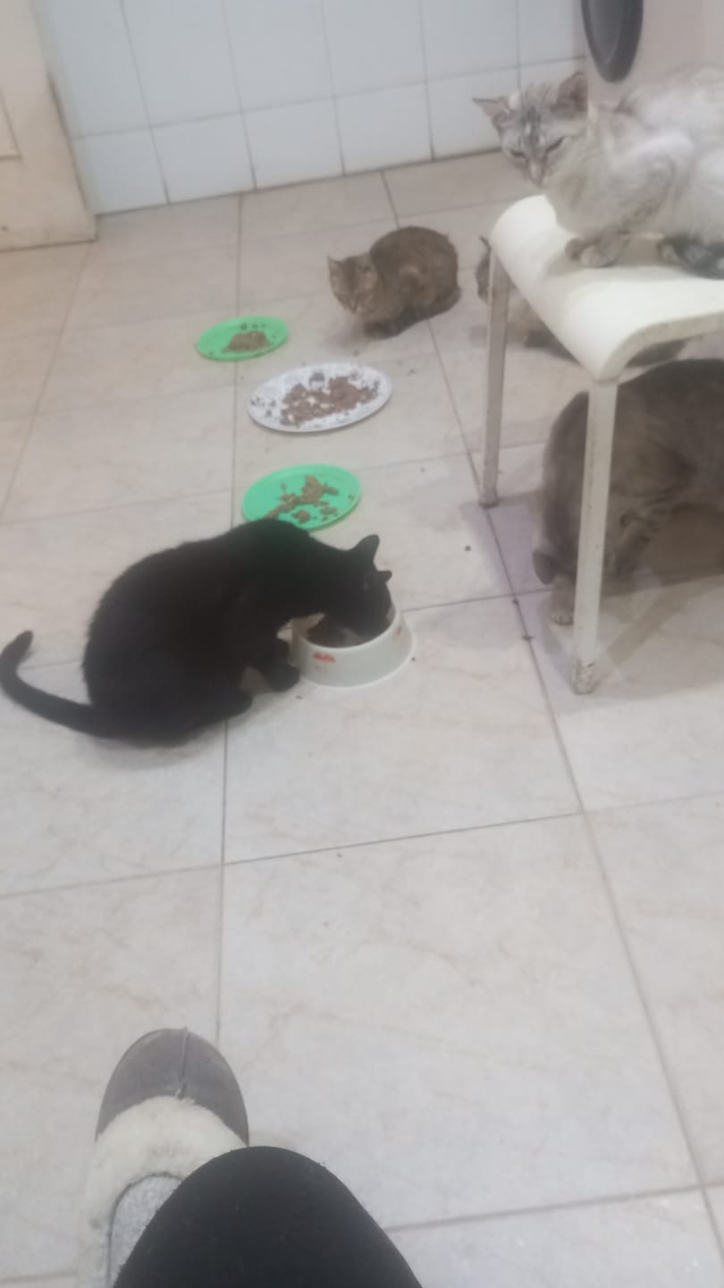 Customer photo review of Cat Adult