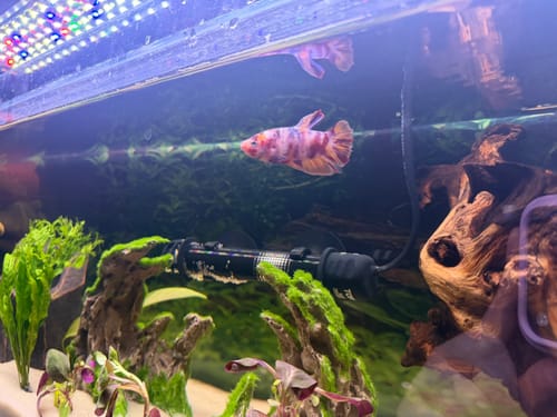 Customer's mottled King Giant Plakat Male Betta Fish swimming in a planted aquarium with an LED light.