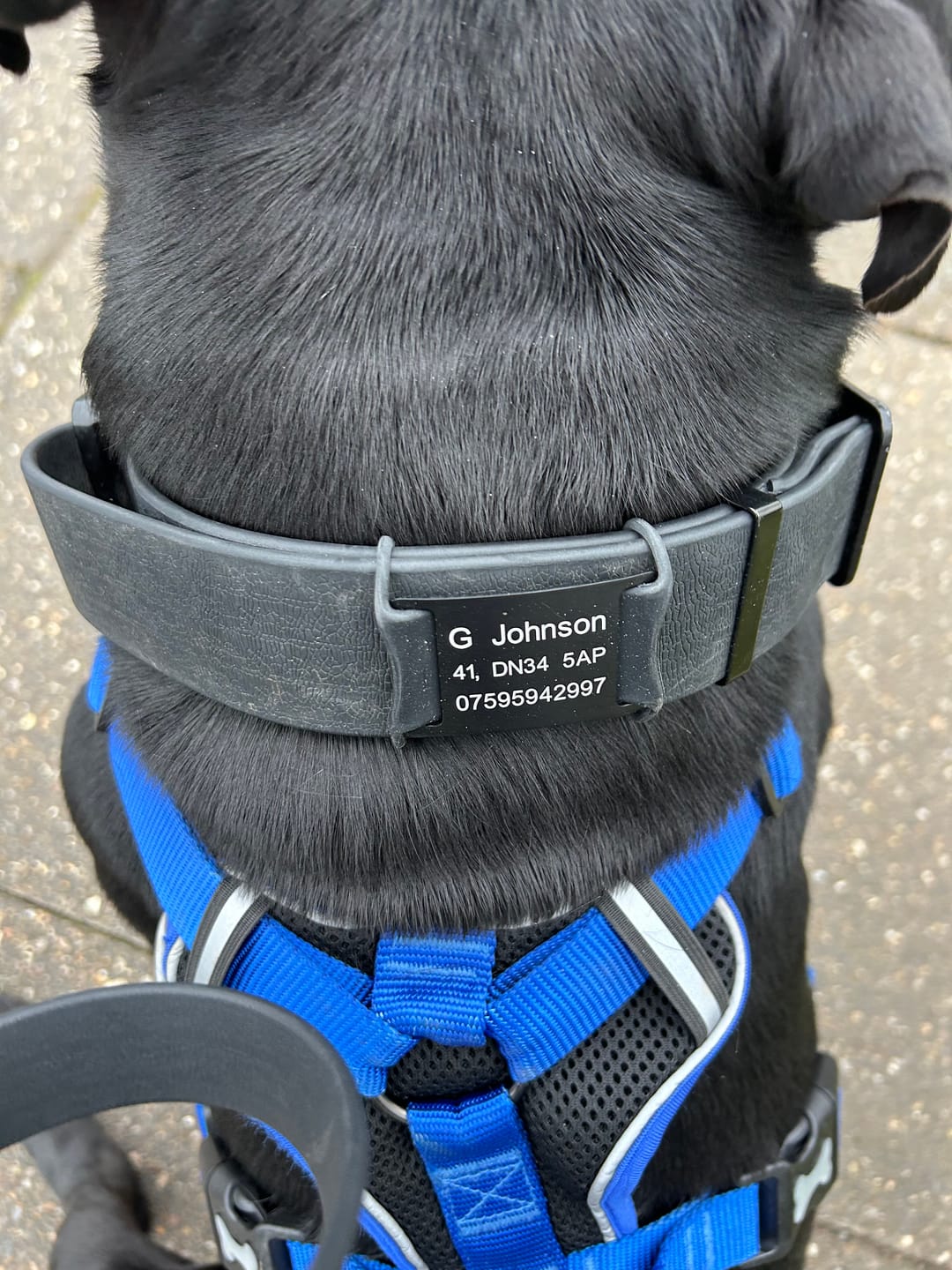Customer photo review of Dog ID Attachment Tag (6 Colour Choices)
