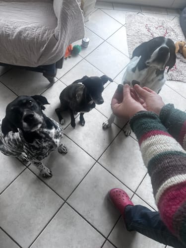 Ein Kunde hält Präbiotika-Leckerlis in der Hand, während drei aufmerksame Hunde davor sitzen.