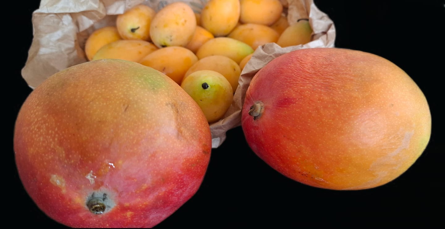 Customer photo review of Mango Kent Bio von Joe Roman baumgereifte Flugware