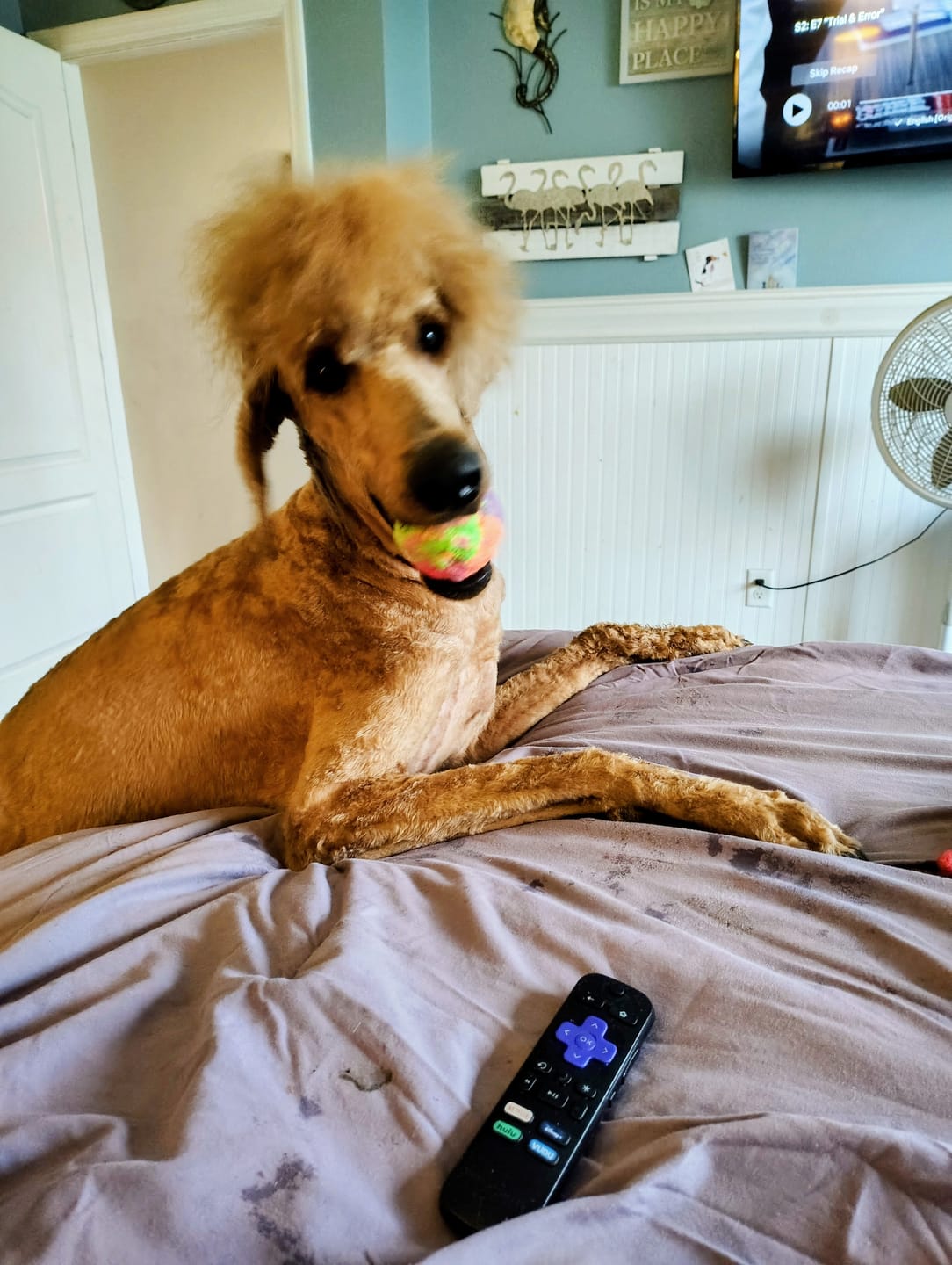 Customer photo review of WUNDERball - Best Fetch Toy
