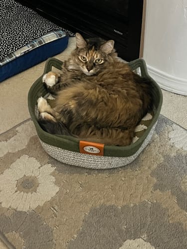 Customer photo review of Instinct Basket | Meet the first research-backed natural territory for indoor cats