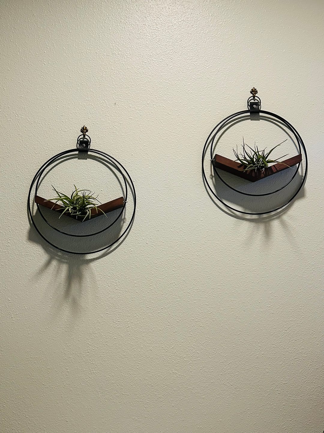 Customer photo review of Air Plant V-Hanger