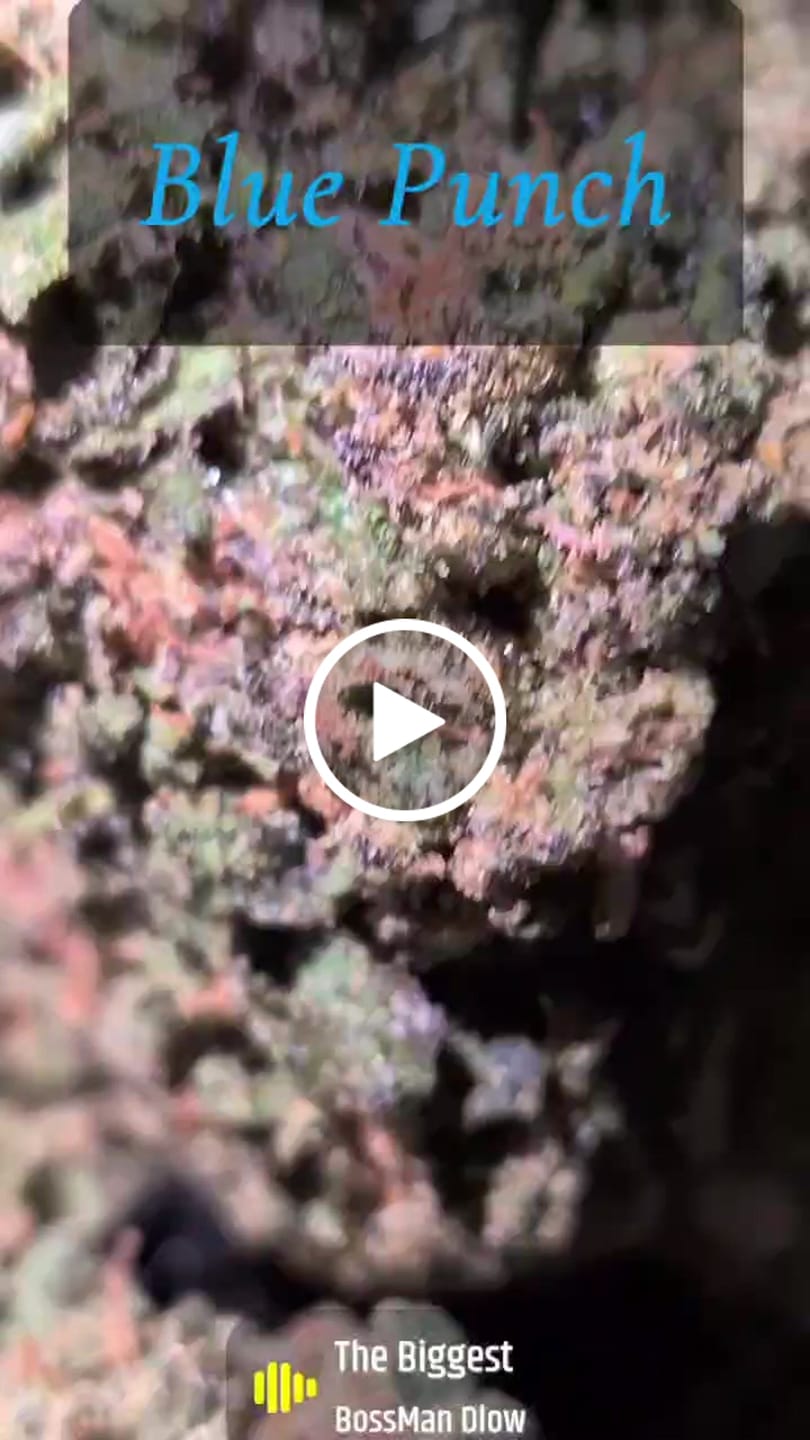 Customer video review of Blue Punch - Bulk - Indica