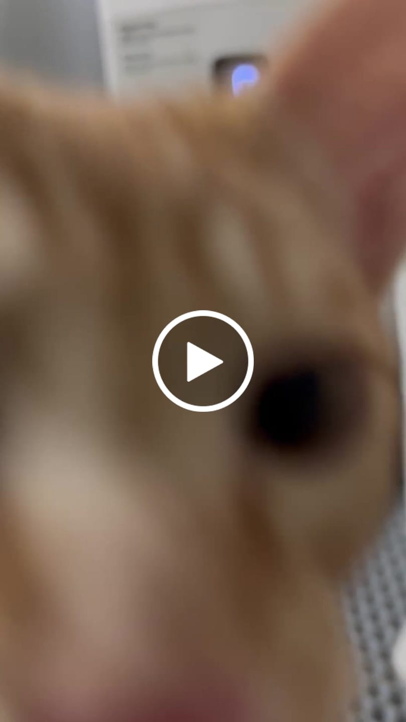 Customer video review of Furbulous Trash Bag Box