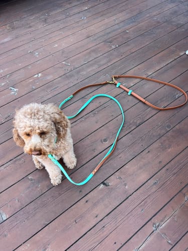 Customer photo review of Biothane Traffic Handle Dog Leash