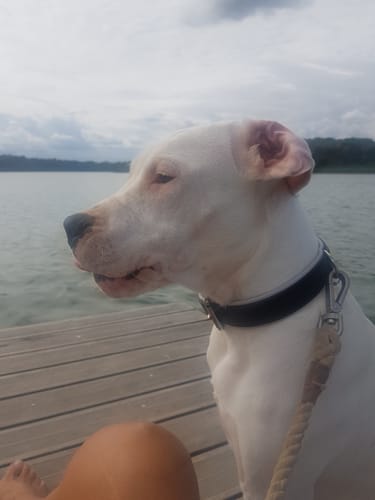 La chienne d'un client, un dogo blanc, assise sur un ponton en bois au bord d'un lac.