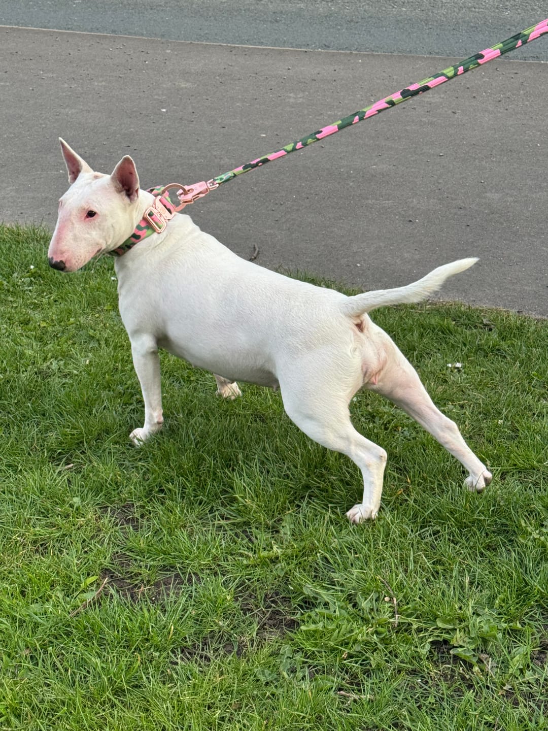 Customer photo review of 4cm Lighter Combat® Collar | Pink Camouflage