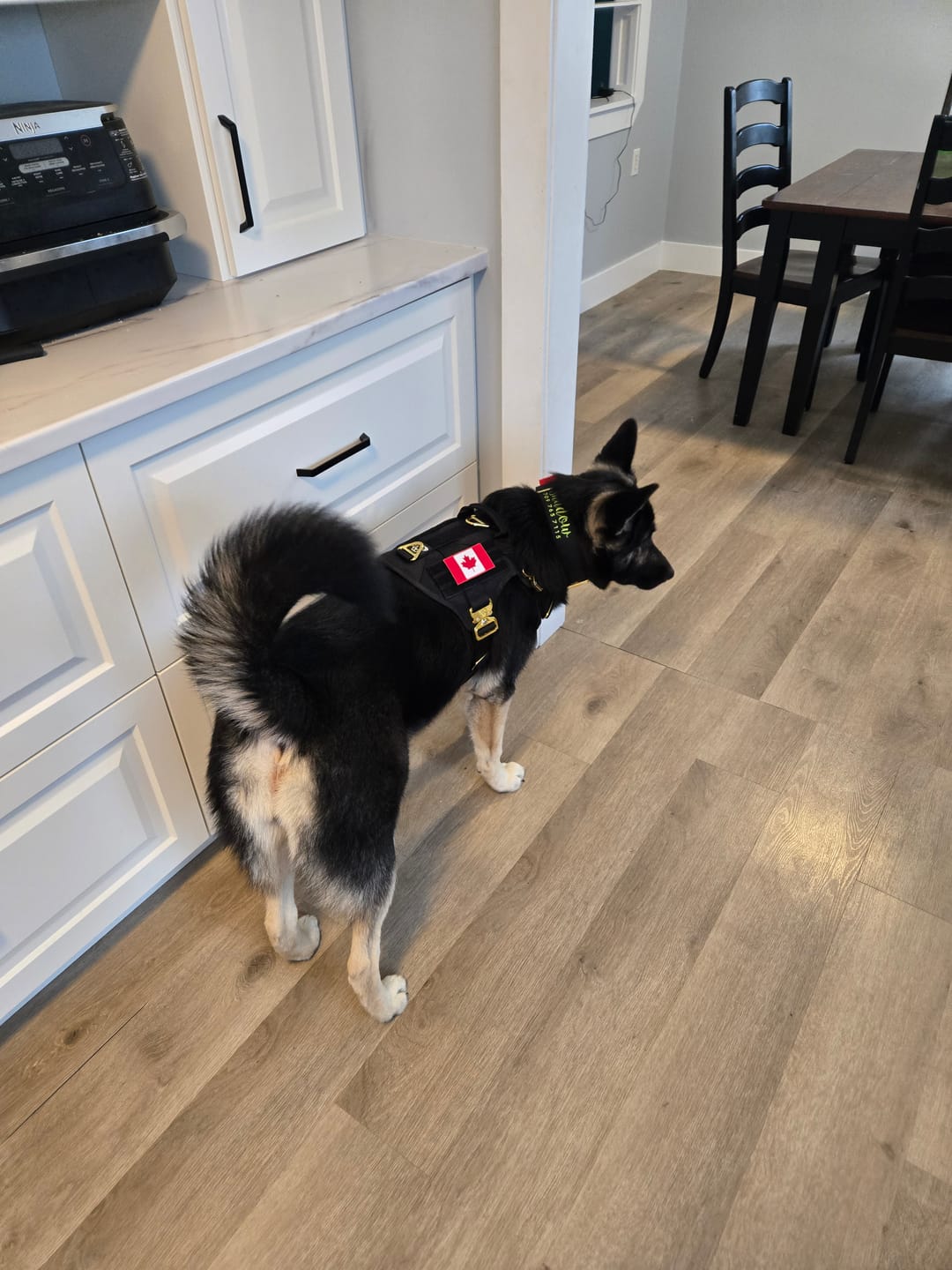 Customer photo review of 2" Tacti Luxe Dog Collar - Gold Noir