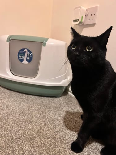 Customer photo review of 3 Month Supply - 1 Cat