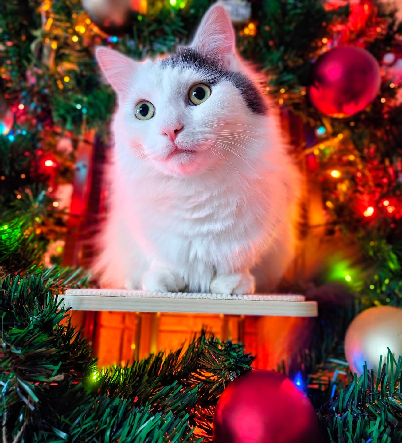 Customer photo review of Cat Christmas Tree - Sep 2026