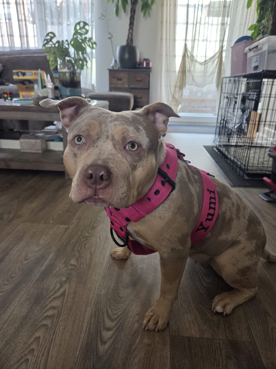 Customer photo review of Hundsele med namn
