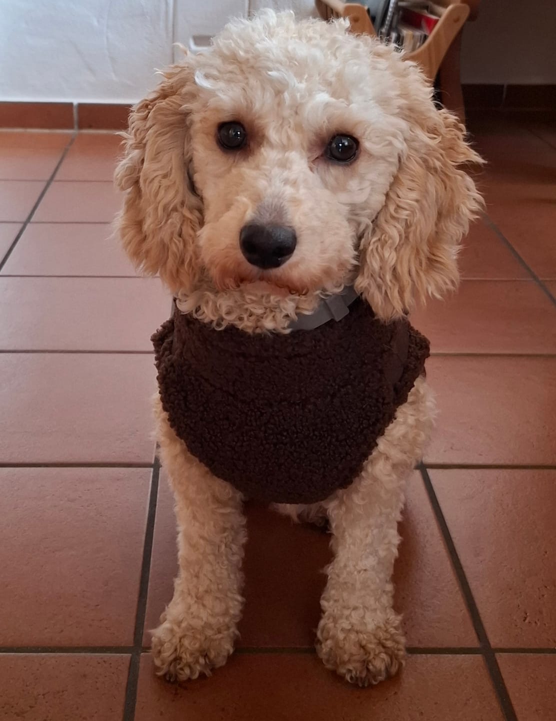 Customer photo review of Teddyfleece-Hundemantel – Warm & Kuschelig mit Integriertem Geschirr