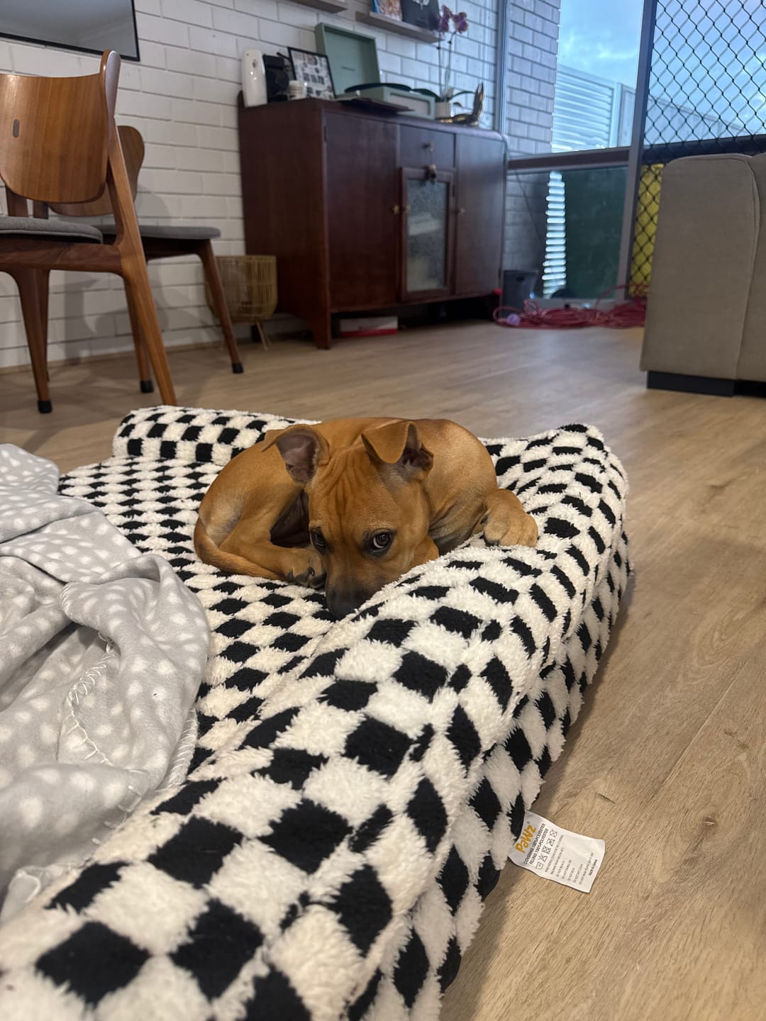 Customer photo review of Orthopedic Dog Bed Pet Mat Calming Checkered Plush Sofa Washable