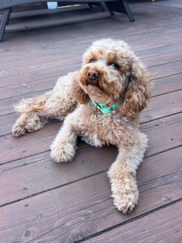 Customer photo review of Seafoam - Classic Biothane Dog Collar