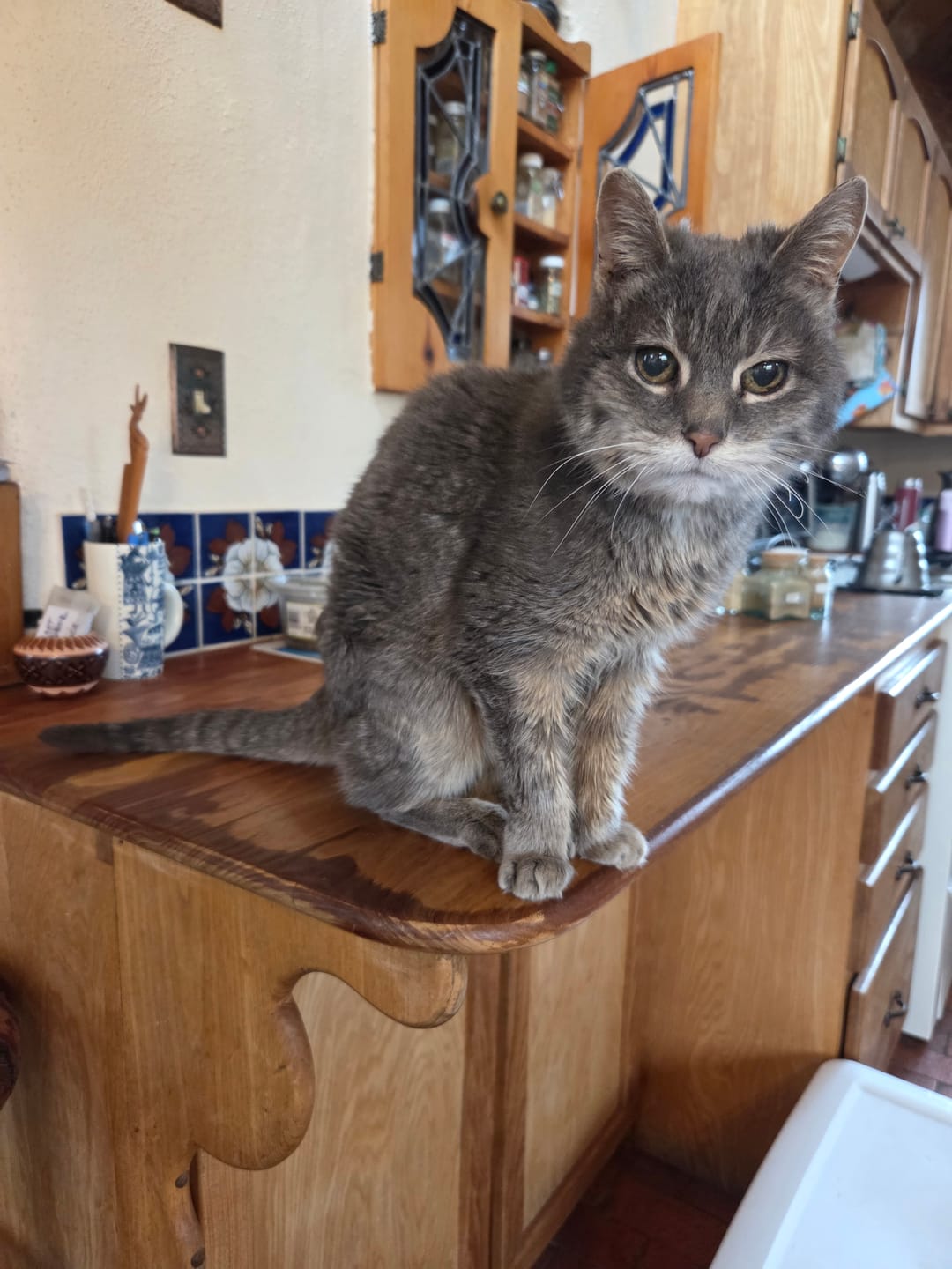 Customer photo review of Natural Hyperthyroidism Support Formula for Cats, 30-Day Supply