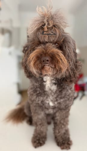 Customer photo review of Bugsy's Air-Dried Turkey