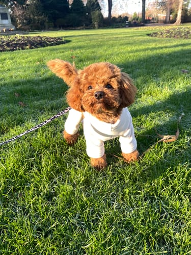 Customer photo review of Hazelnut | The Capsule Fleece Bodysuit