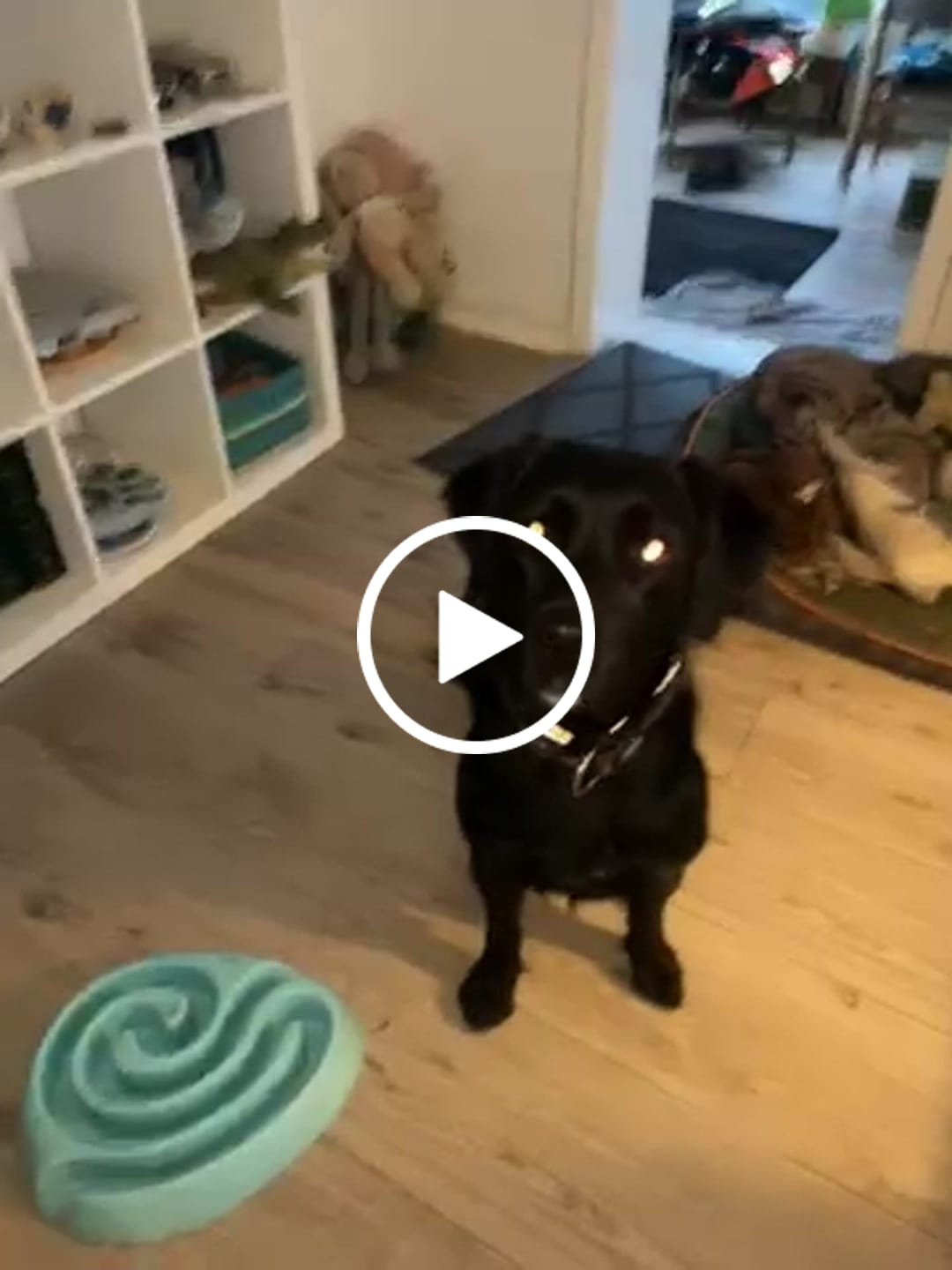 Customer video review of Globe Buddy Brown, dansk super premium fuldfoder med insektprotein, 3,75 kg